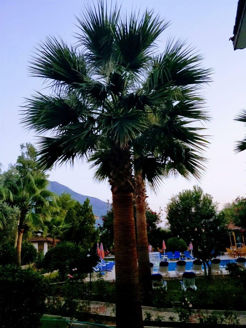 Gorkem Hotel & Apartments Oludeniz Exteriér fotografie